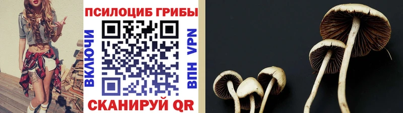 Псилоцибиновые грибы мицелий  купить наркоту  Павловск 